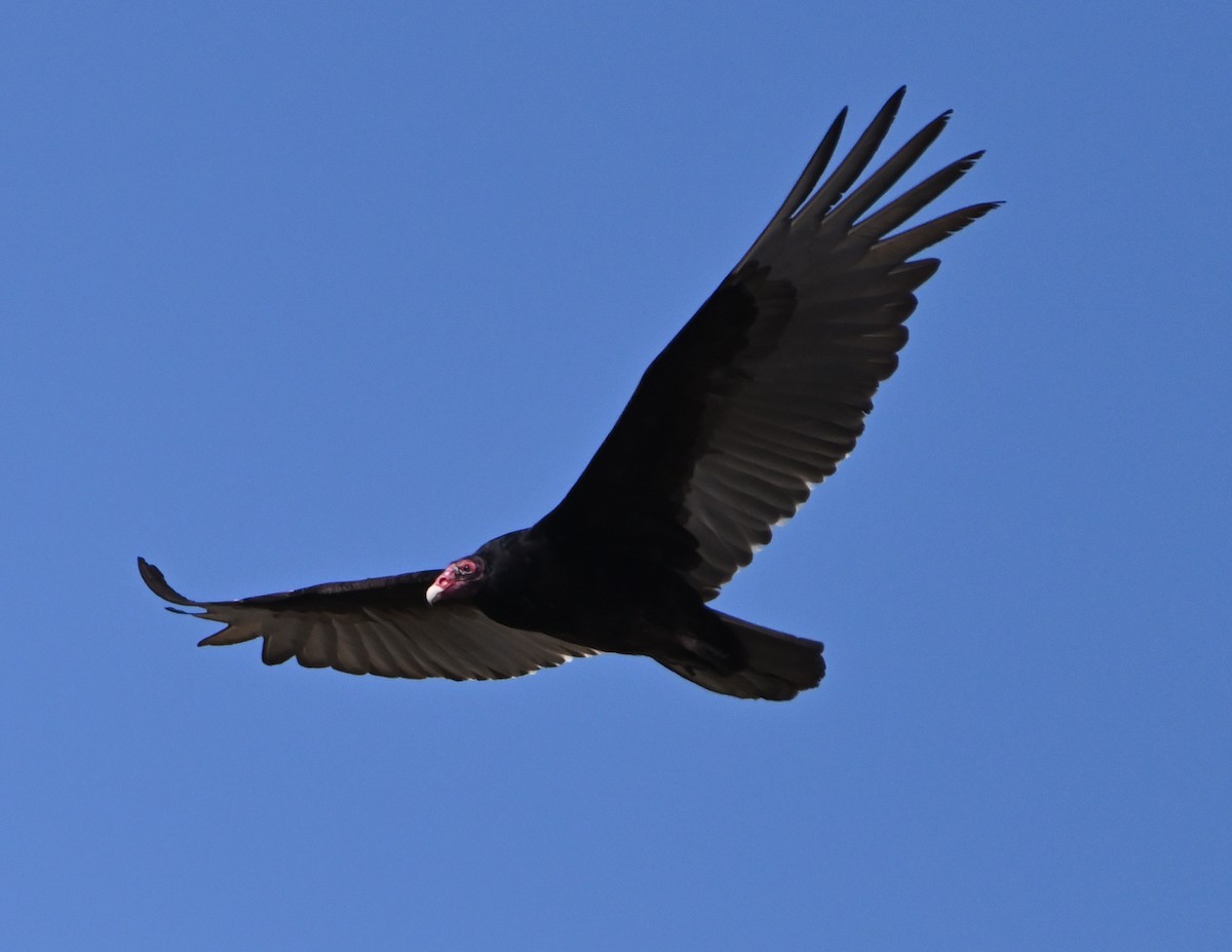 Turkey Vulture - ML445562511