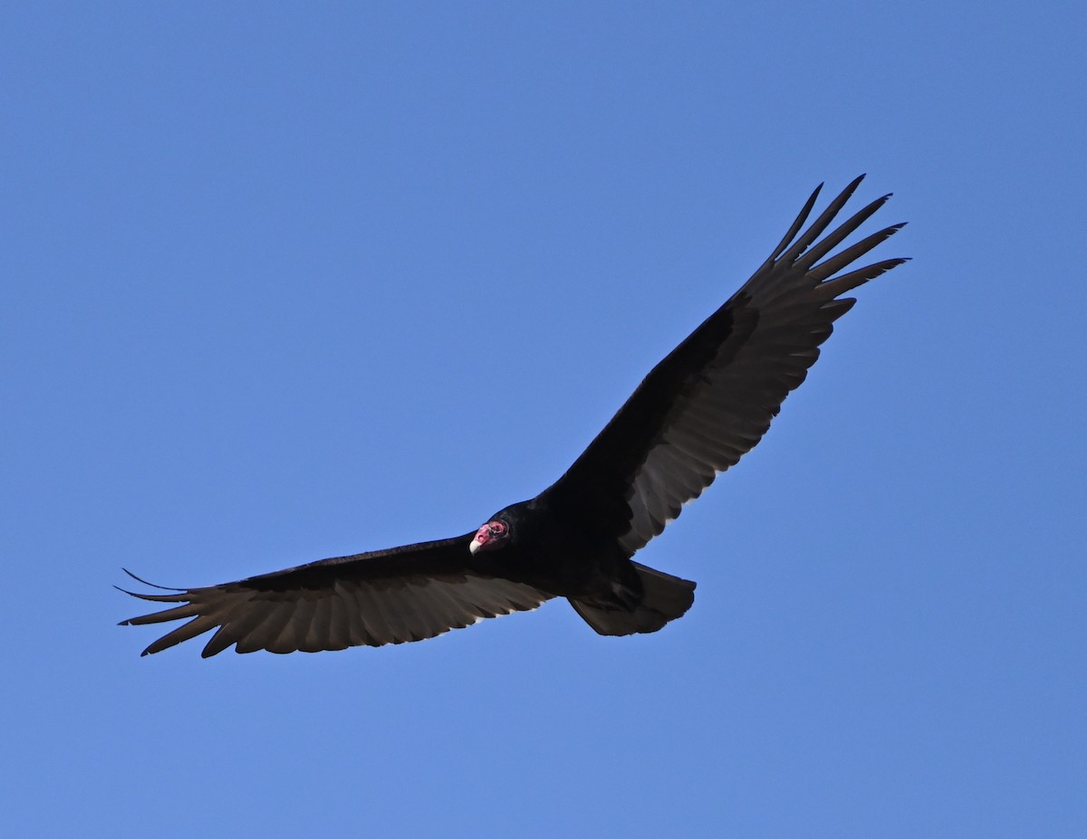 Turkey Vulture - ML445562541