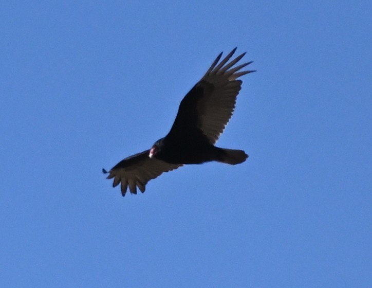 Turkey Vulture - ML445563221