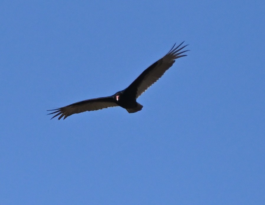 Turkey Vulture - ML445563231