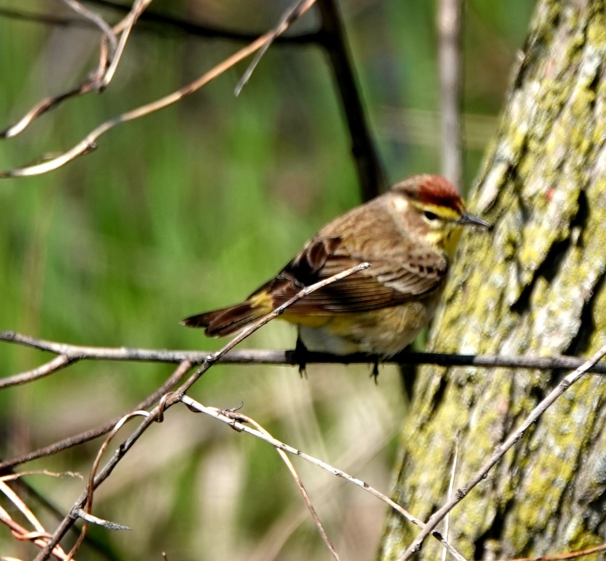 Palm Warbler - ML445565491