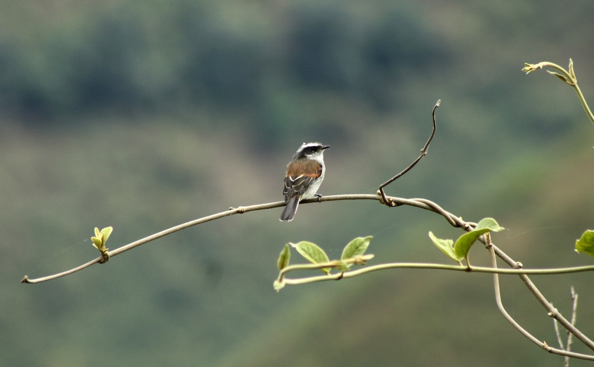 Pitajo de Piura - ML44556751