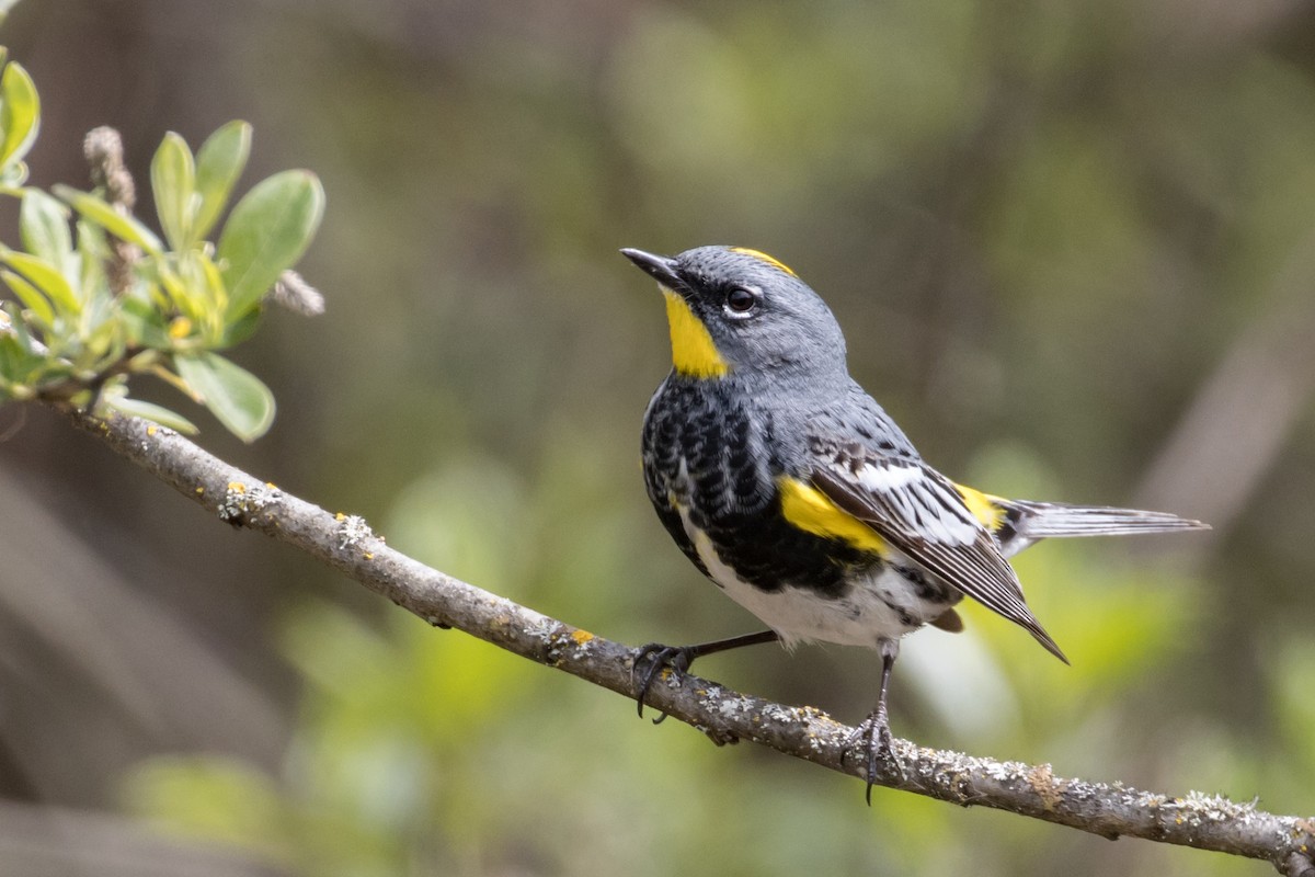 Yellow-rumped Warbler (Audubon's) - Philip Steinhoff