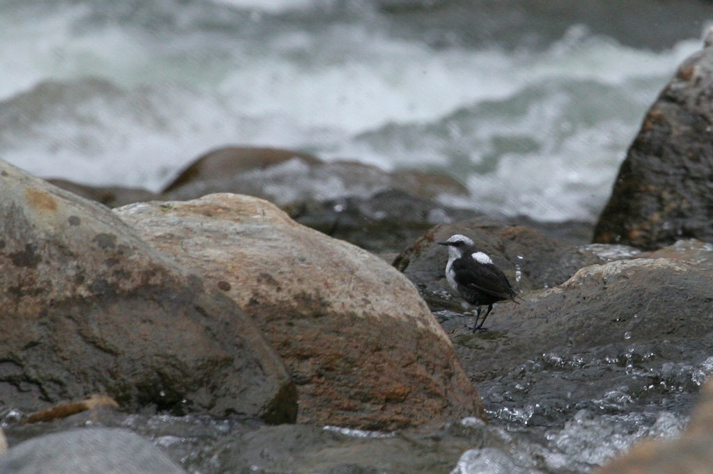 White-capped Dipper - ML44556901