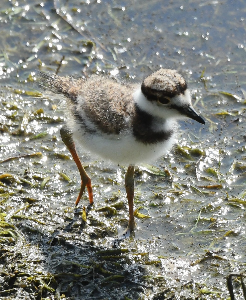 Killdeer - ML445572591