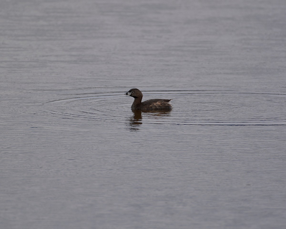 Pied-billed Grebe - ML445572601