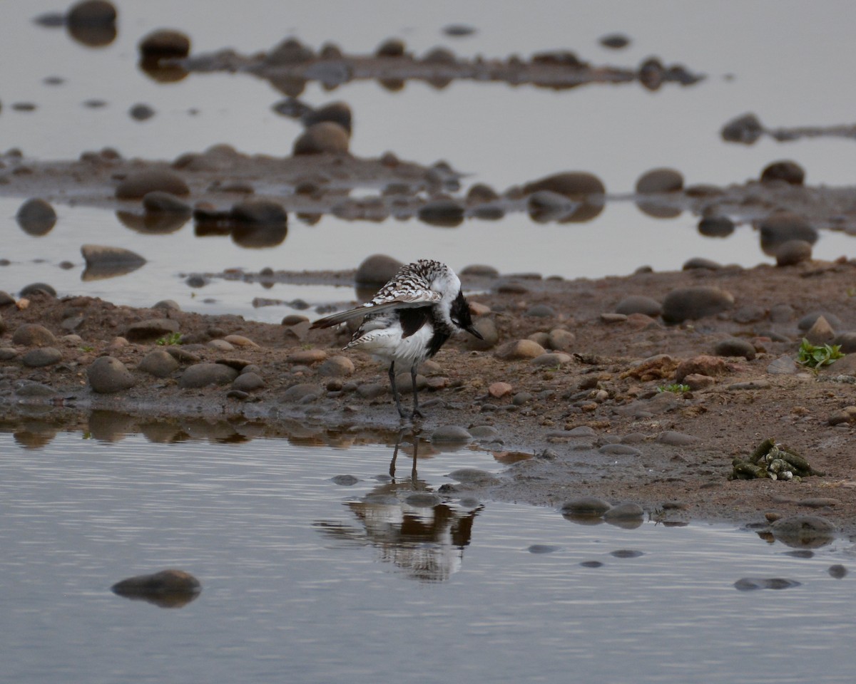 Black-bellied Plover - ML445572671