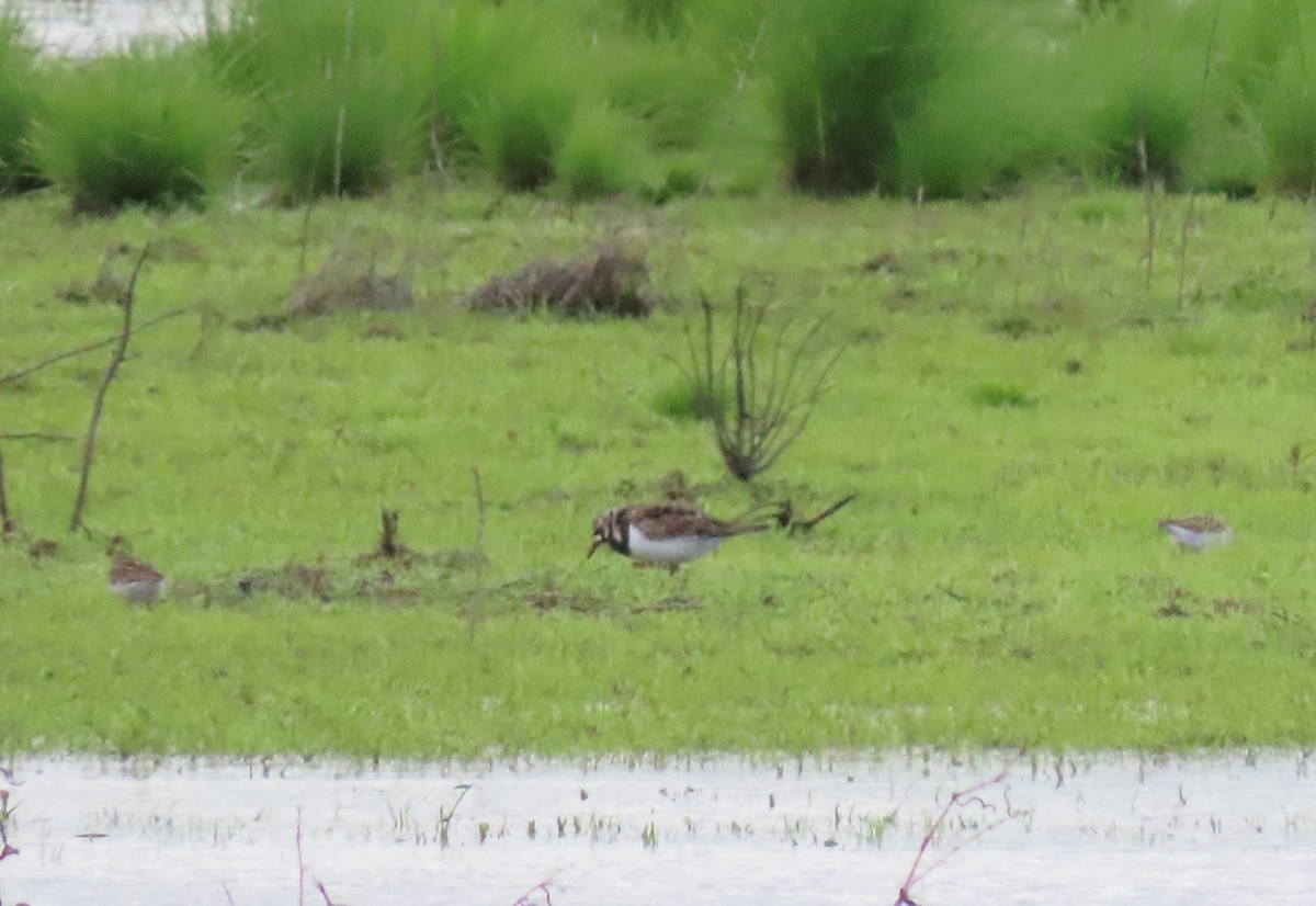 Ruddy Turnstone - Jay Withgott