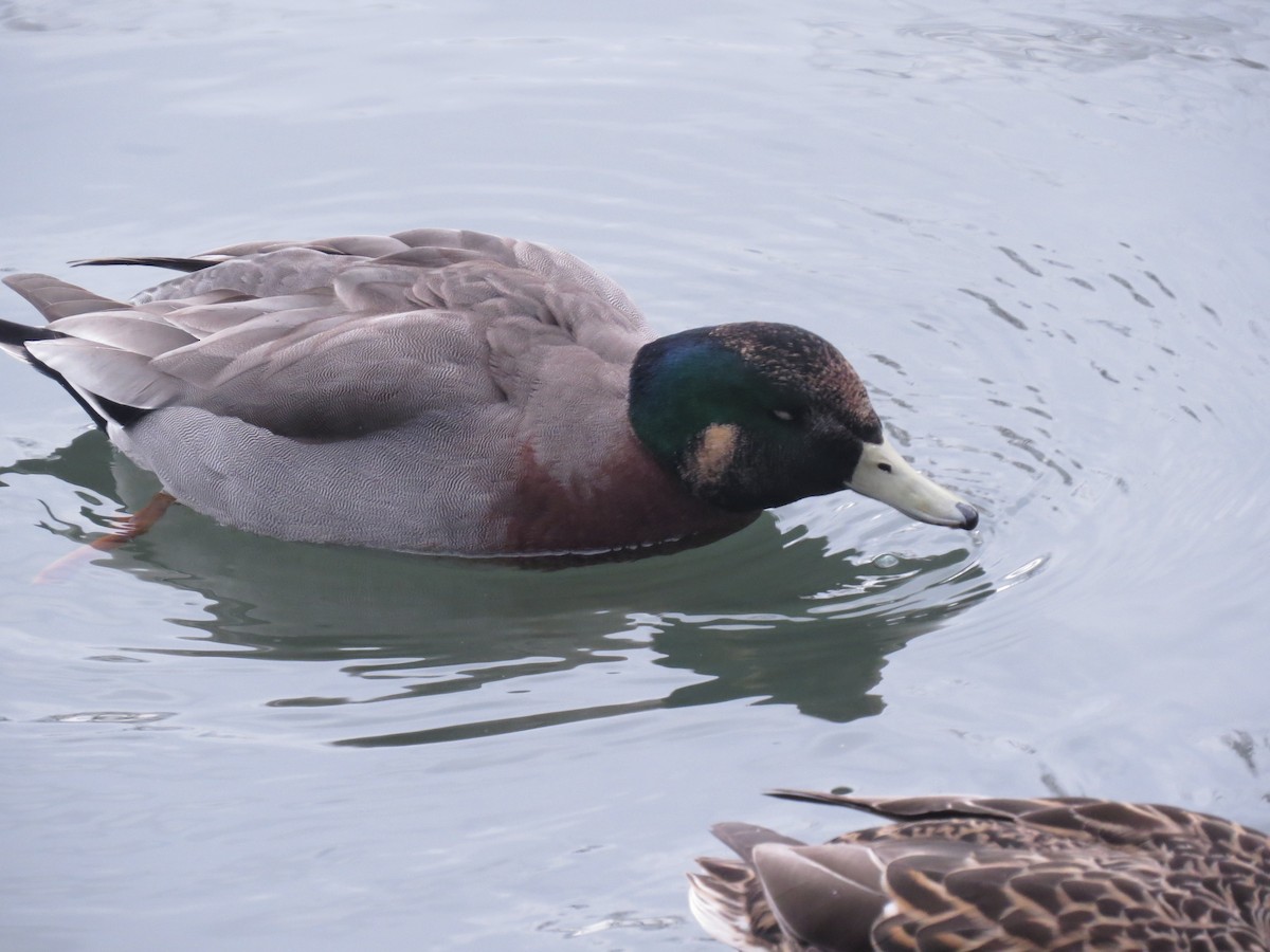 Hybride Canard d'Amérique x C. colvert - ML445573341