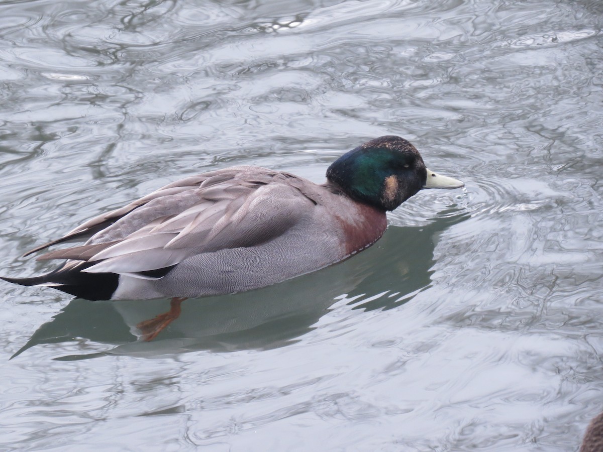 Hybride Canard d'Amérique x C. colvert - ML445573401