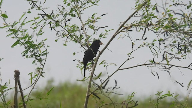 Никарагуанский просяночник - ML445573921