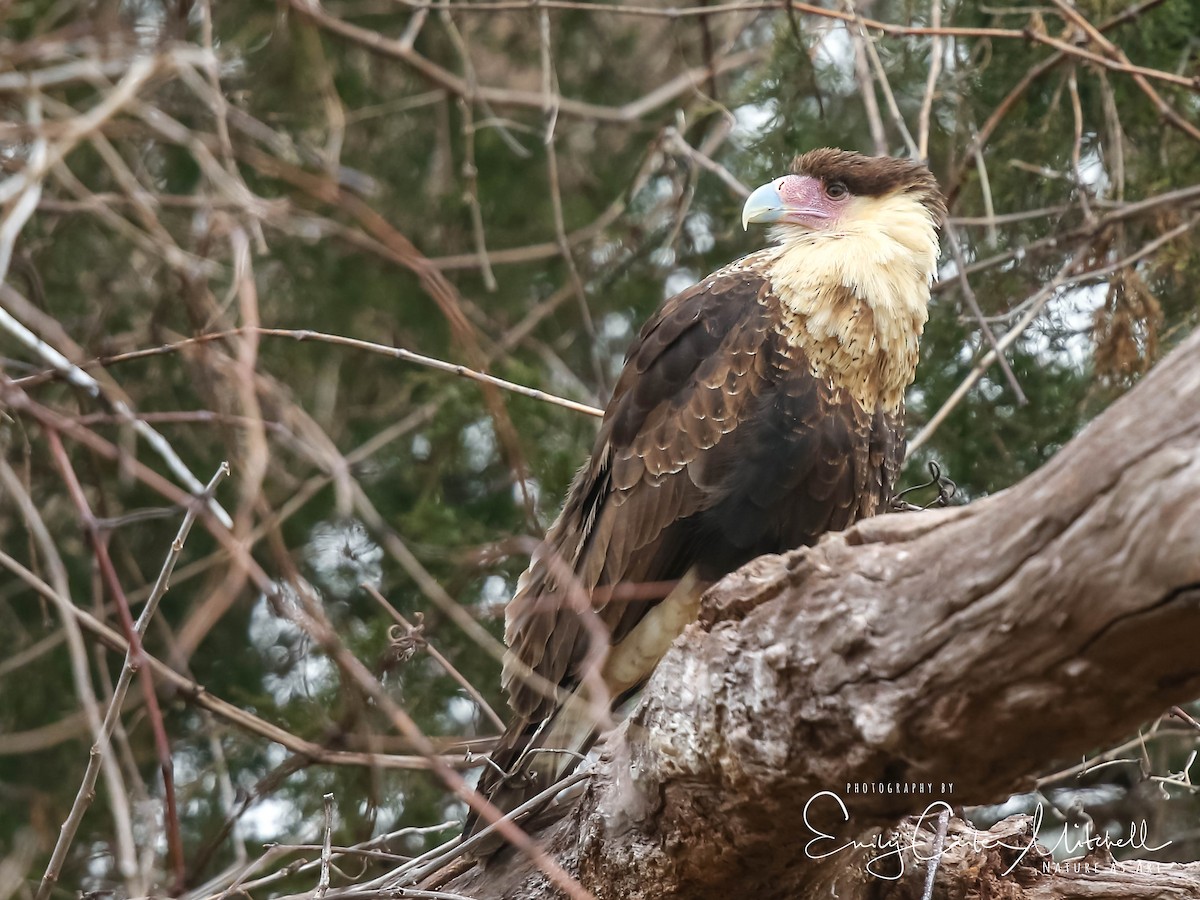Crested Caracara (Northern) - ML44557431