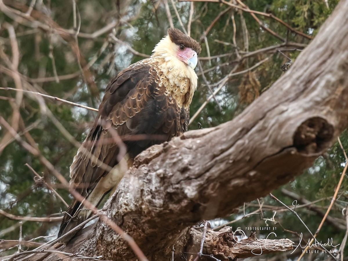 Crested Caracara (Northern) - ML44557441