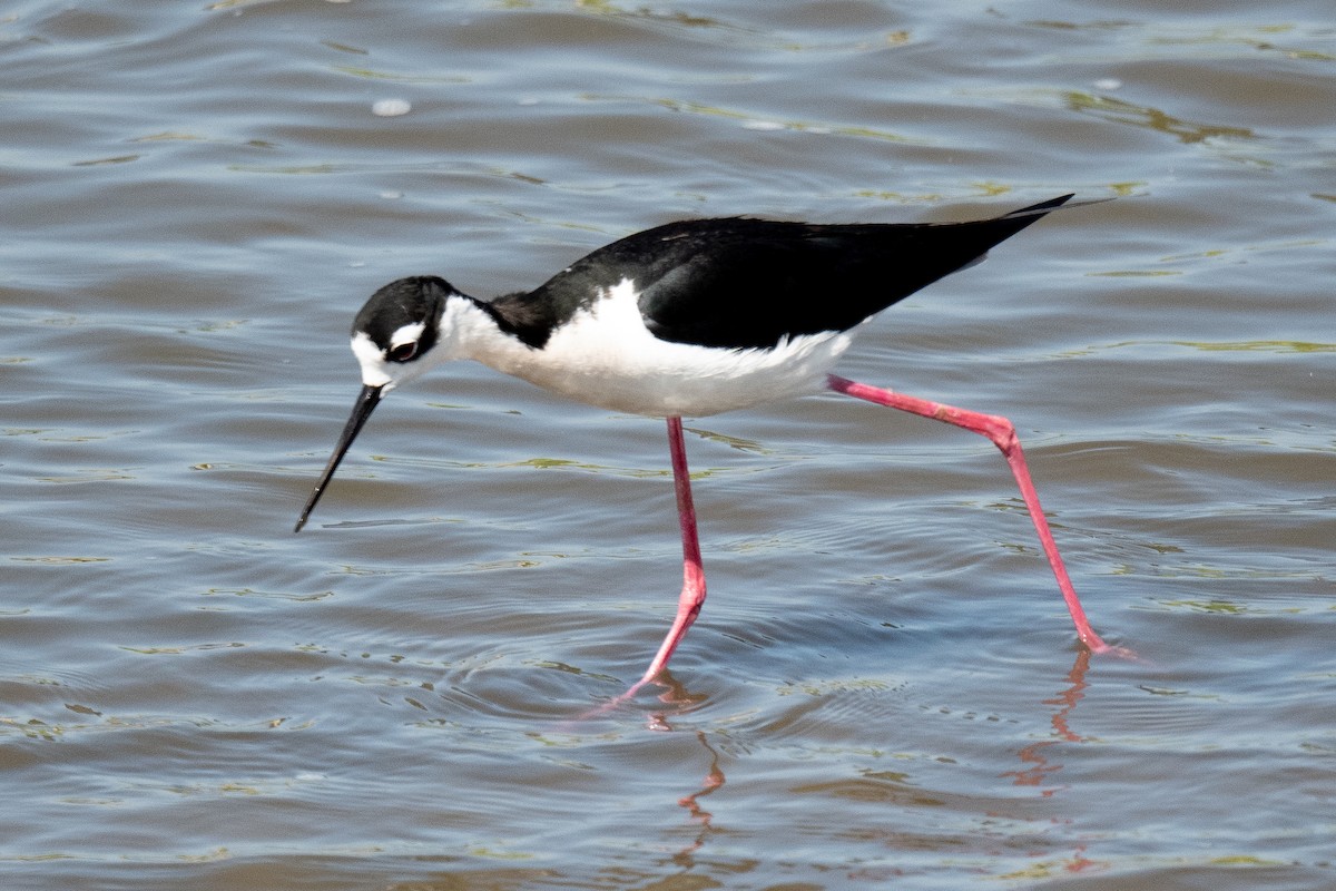 Black-necked Stilt - ML445576641