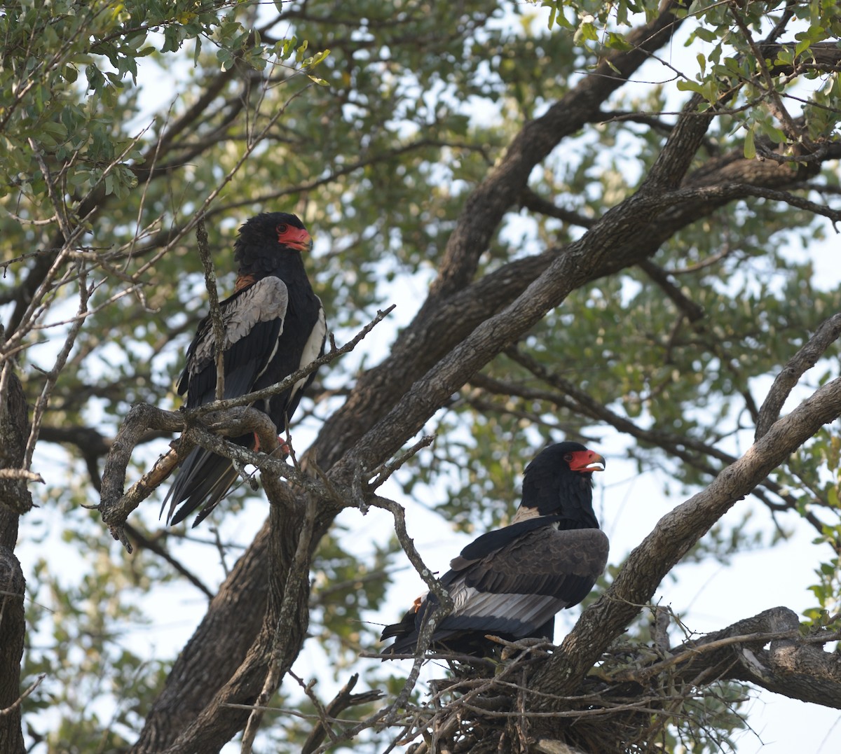 Bateleur - Pieter du Plessis