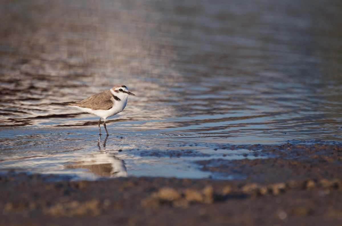 Kentish Plover (Kentish) - ML445577241