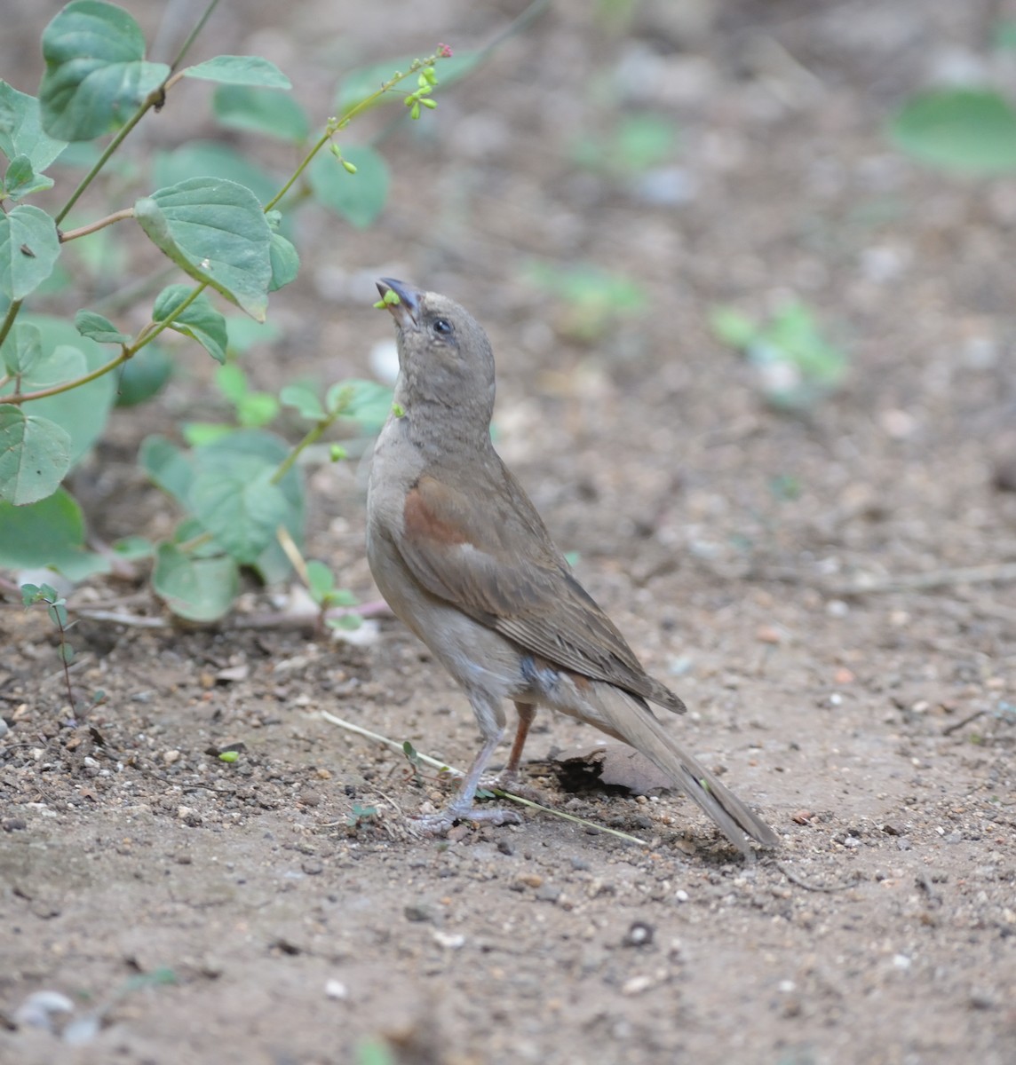 Southern Gray-headed Sparrow - ML445577311