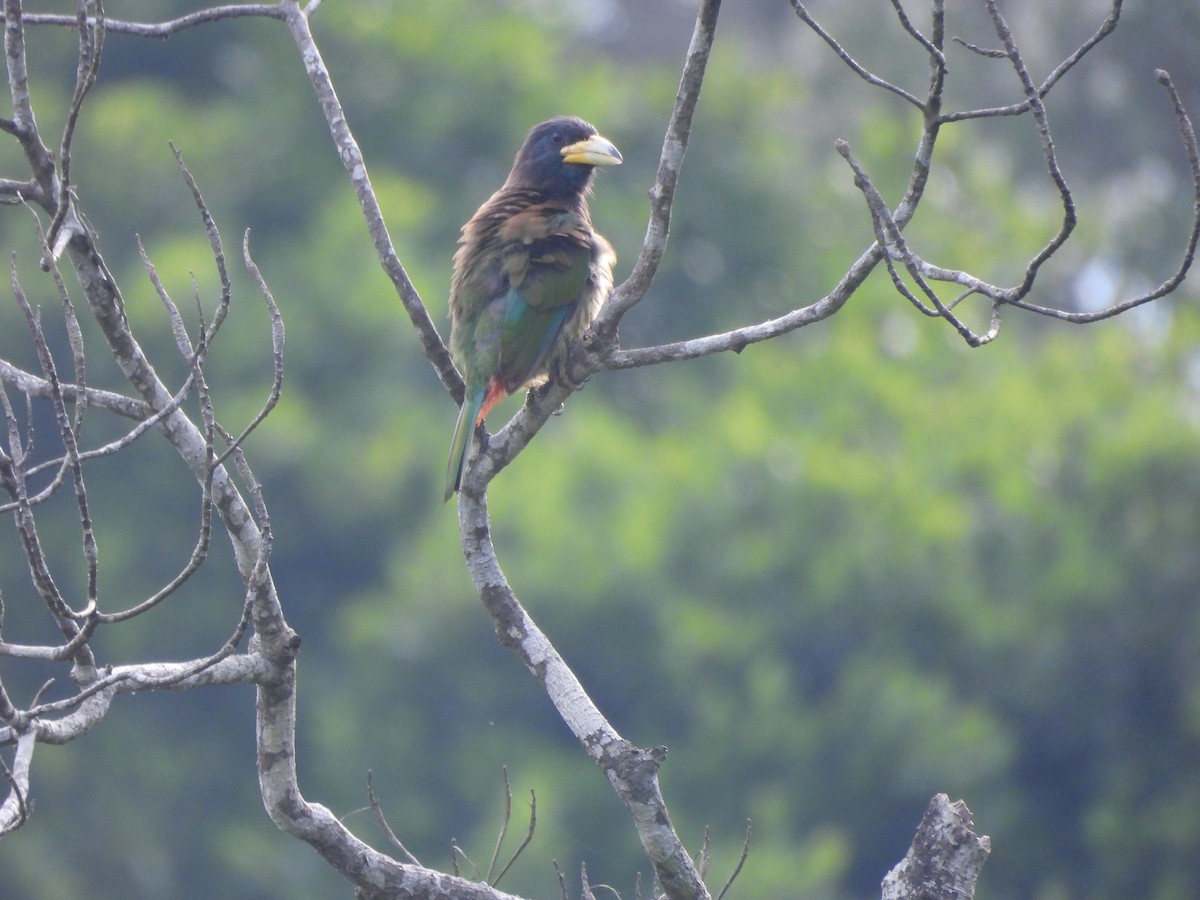 Great Barbet - ML445578241