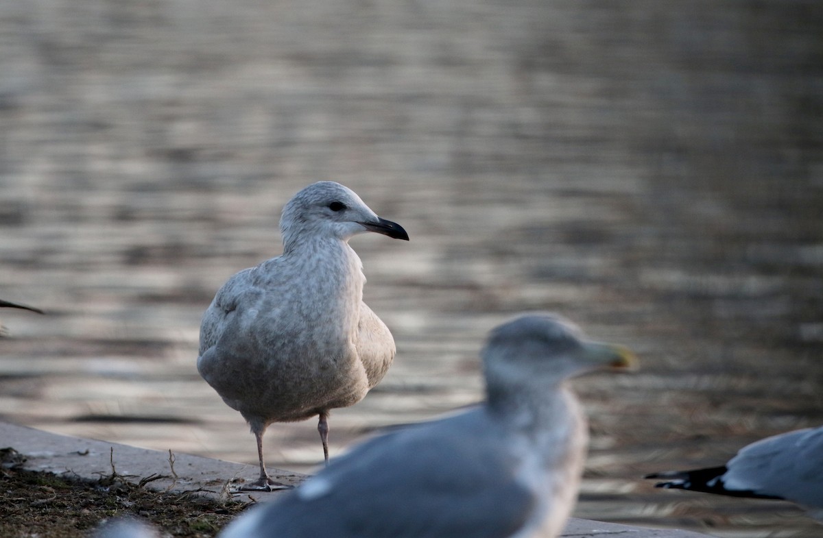 Iceland Gull (kumlieni) - ML44557921