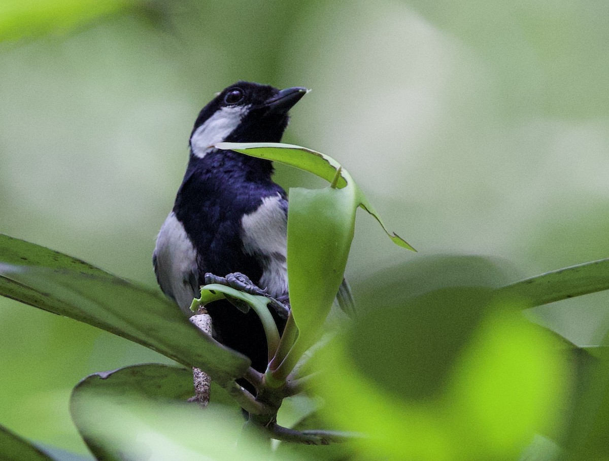 Cinereous Tit - ML445580521