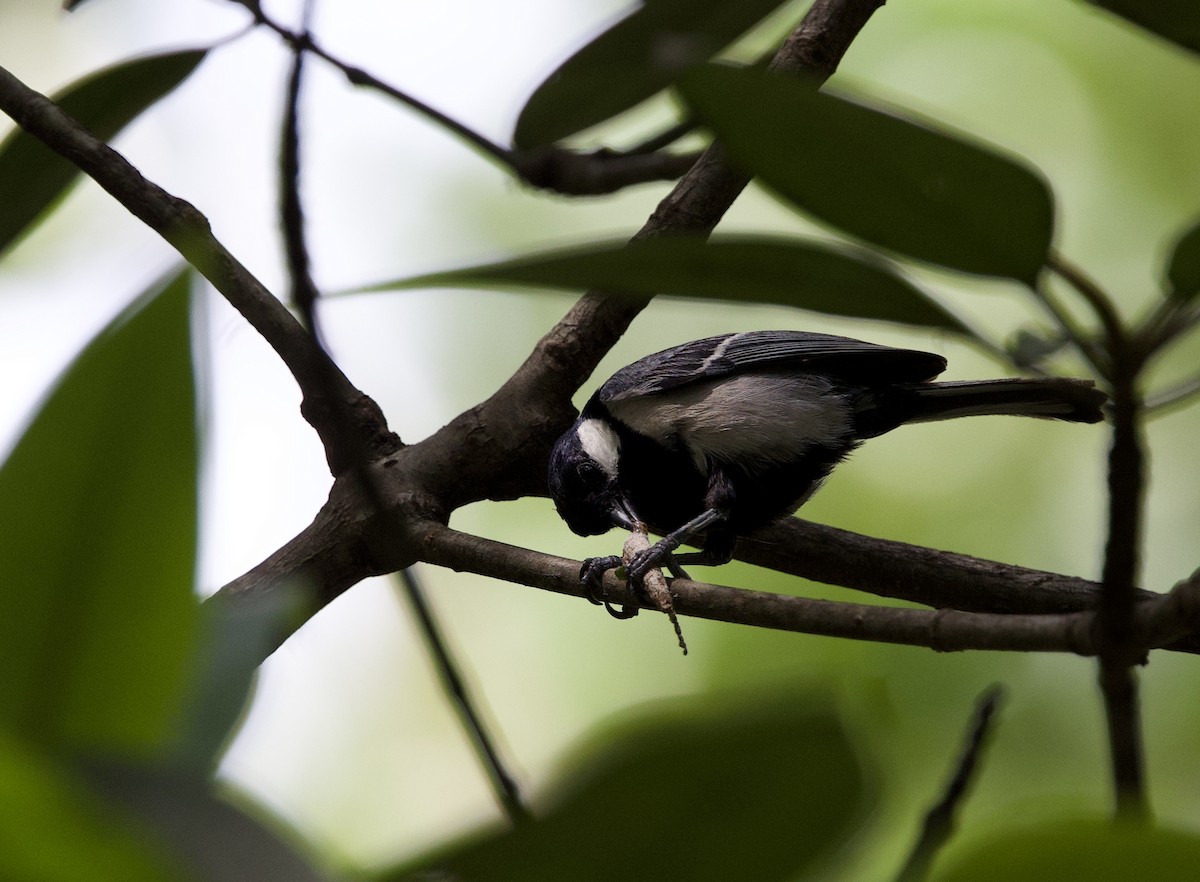 Cinereous Tit - ML445580531