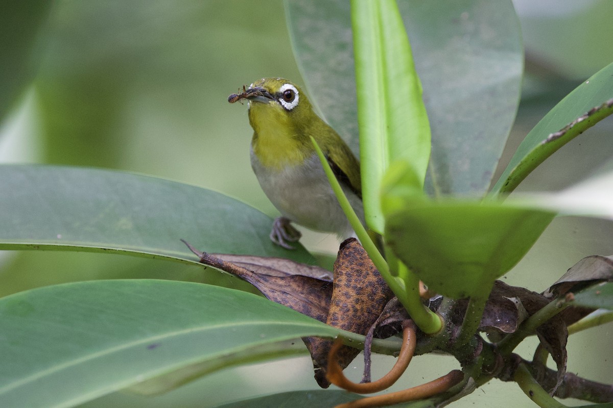 Swinhoe's White-eye - ML445580611