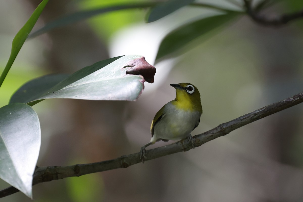 Swinhoe's White-eye - ML445580621