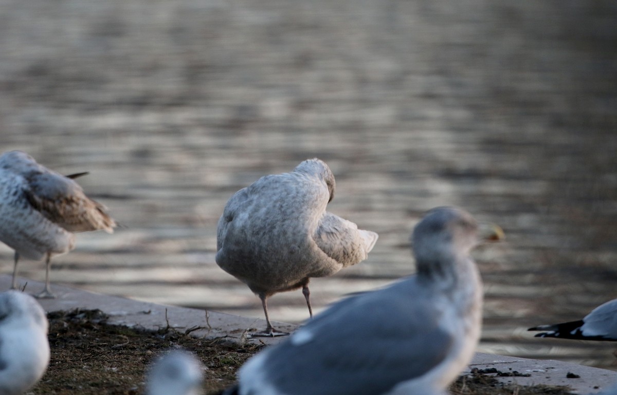 Iceland Gull (kumlieni) - ML44558141