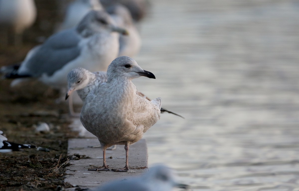 Iceland Gull (kumlieni) - ML44558191