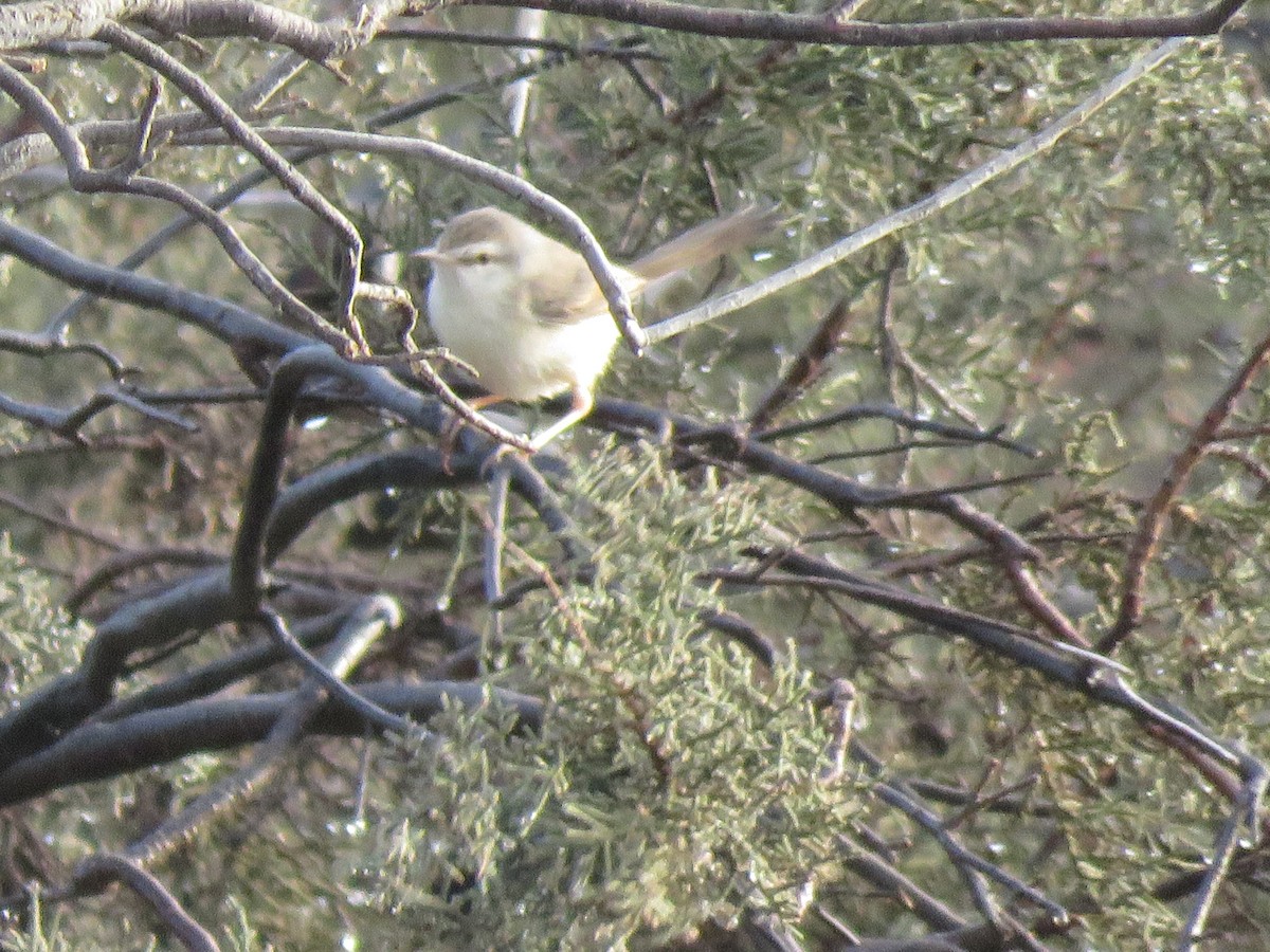 River Prinia - ML445582771