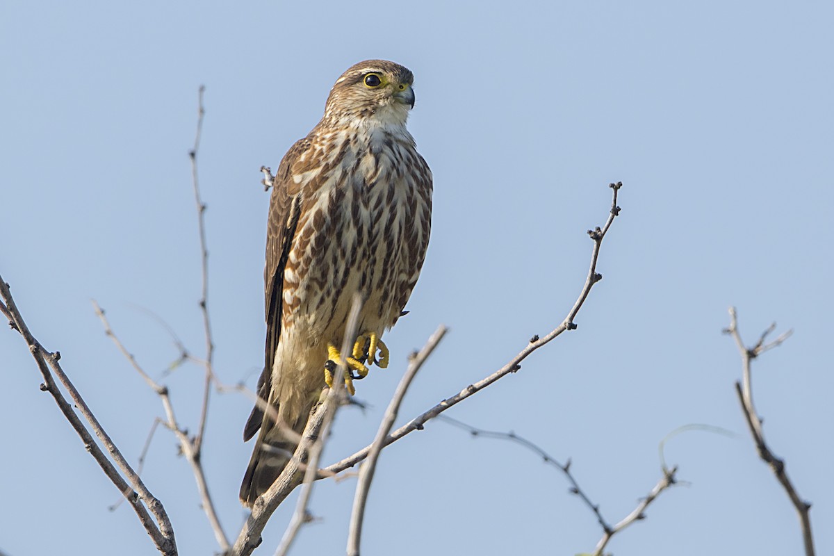 Merlin - ML44558291