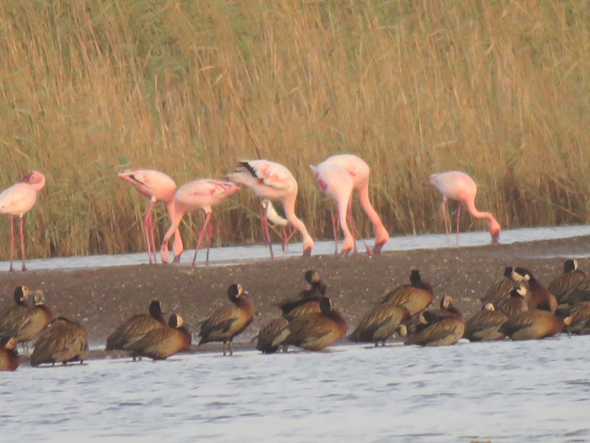 Lesser Flamingo - ML445583011