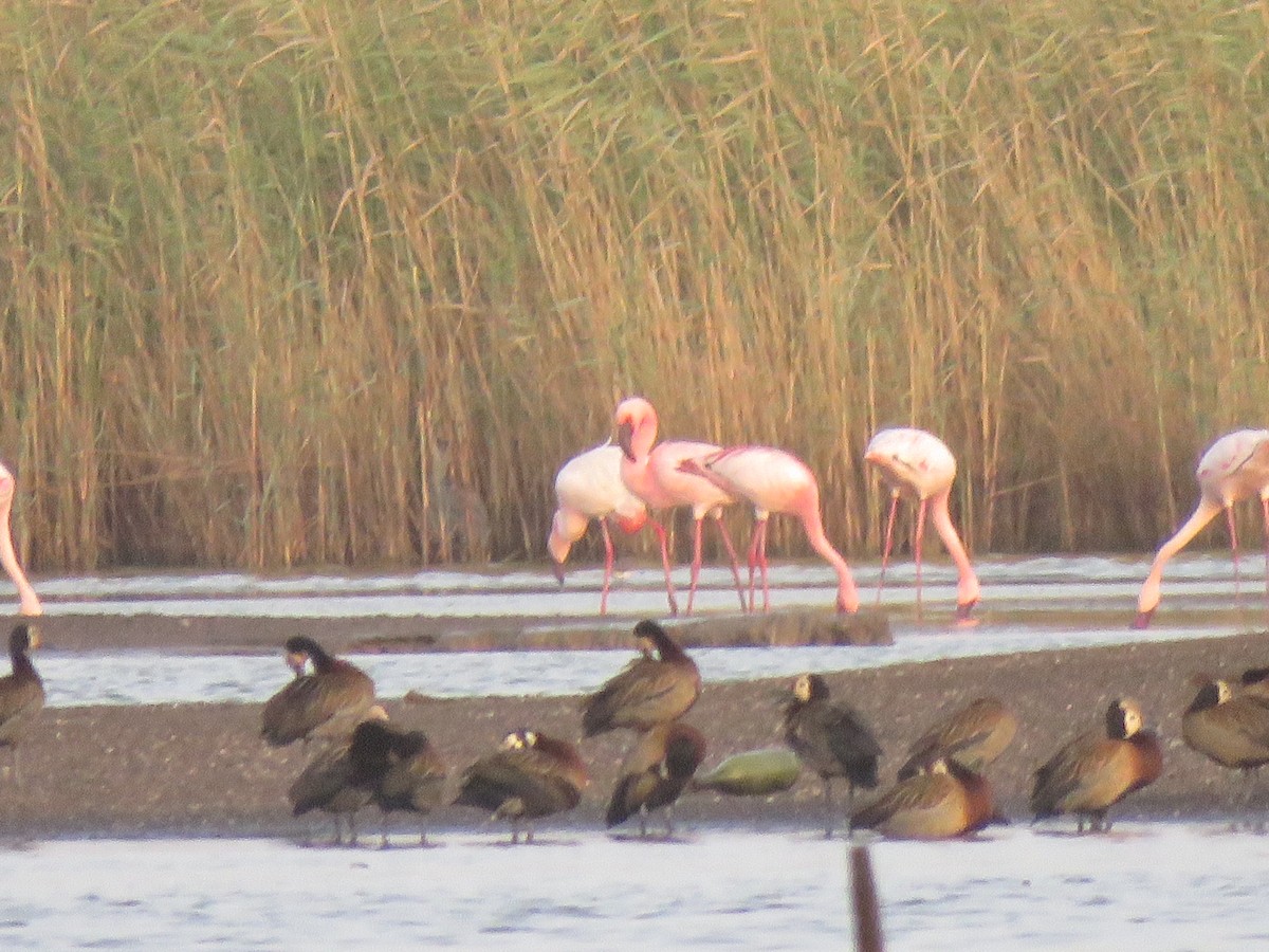 Lesser Flamingo - ML445583091