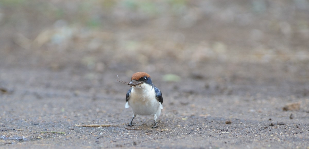 Wire-tailed Swallow - ML445584571