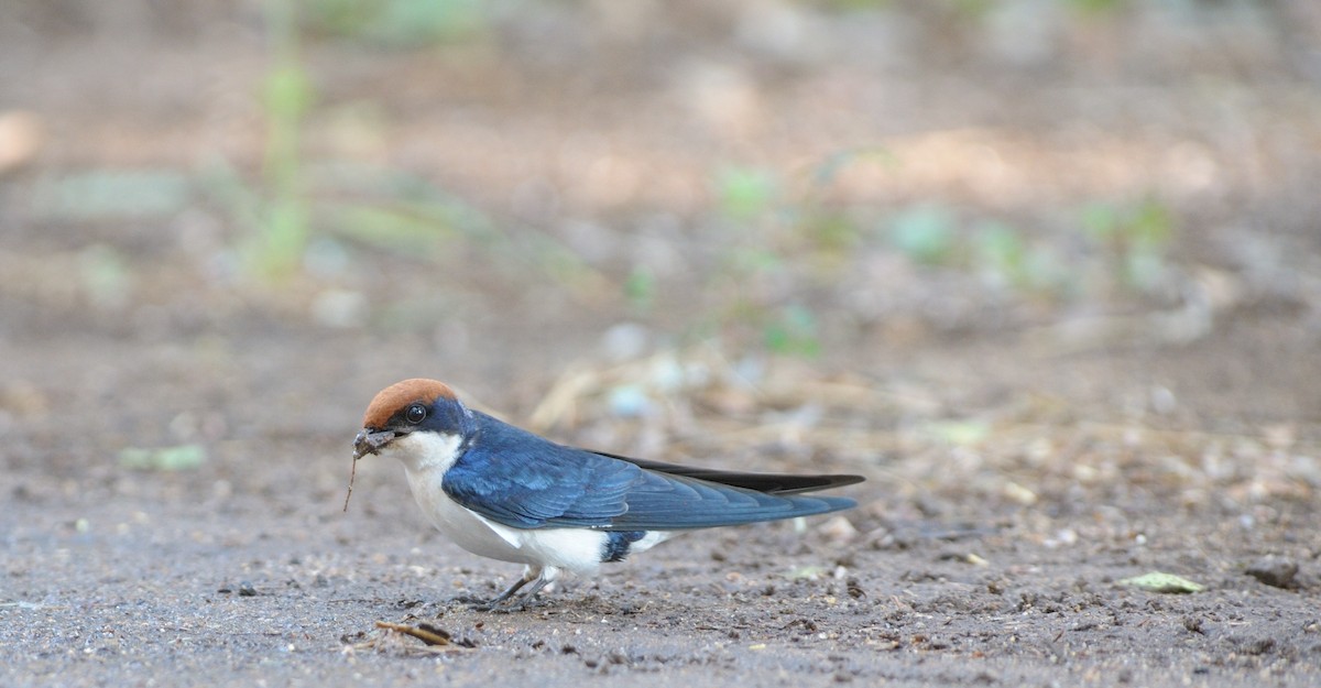 Wire-tailed Swallow - ML445584611