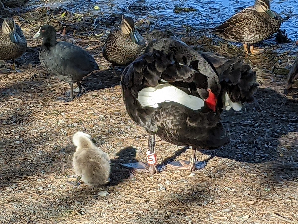 labuť černá - ML445584931