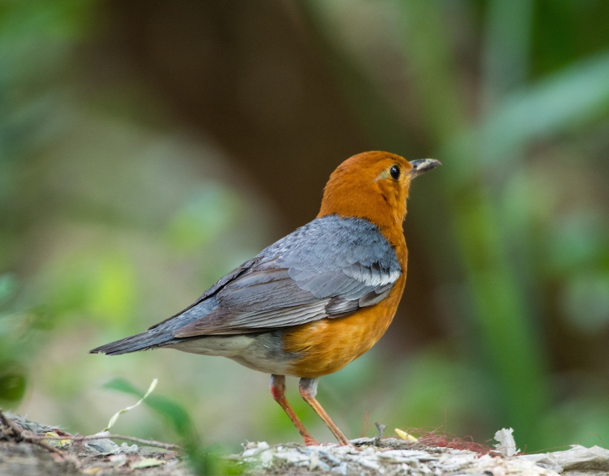 Orange-headed Thrush - ML445585871