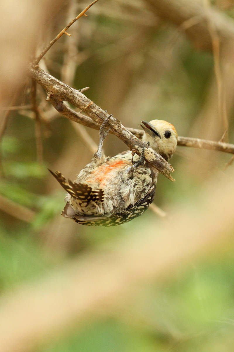 Yellow-crowned Woodpecker - Akila Abeyratne