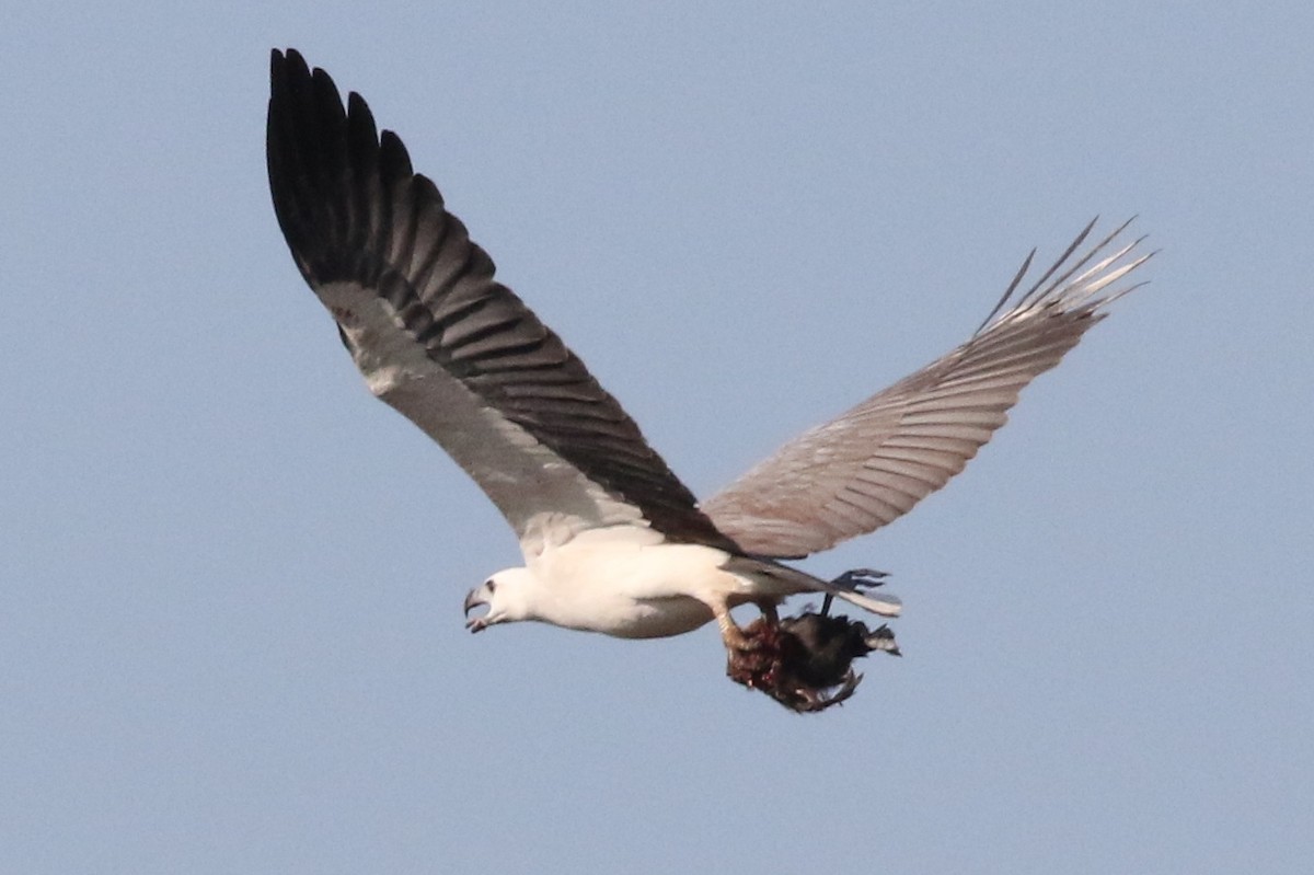 White-bellied Sea-Eagle - ML445589841