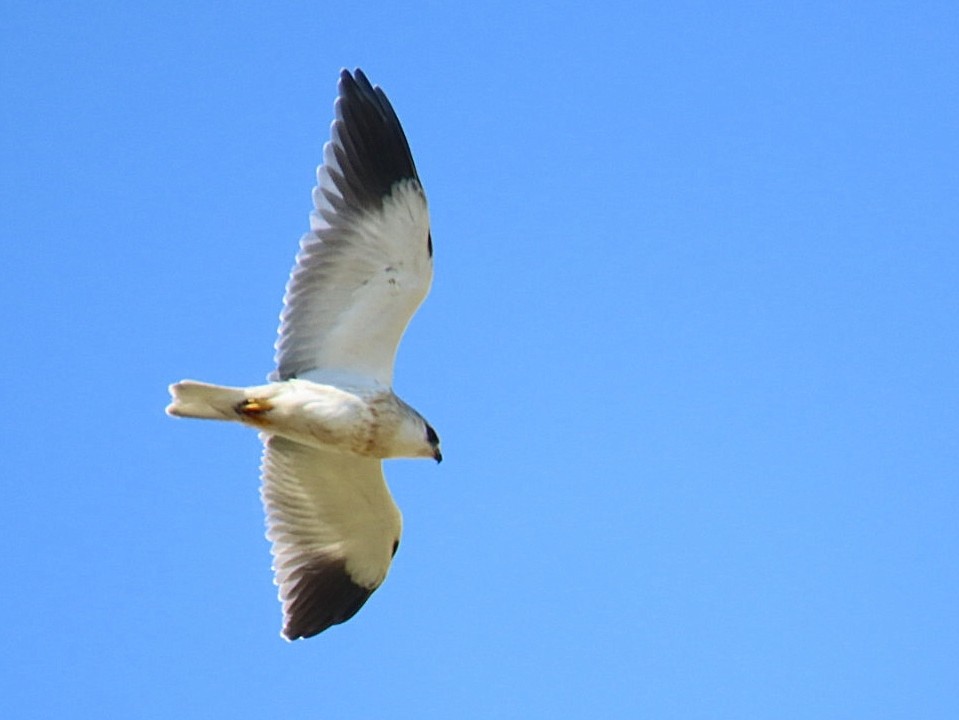 Black-winged Kite - ML445589861