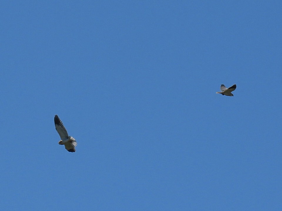 Black-winged Kite - ML445589871