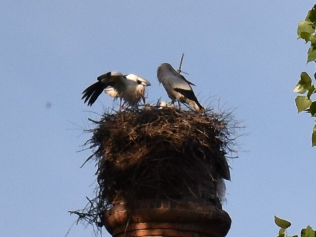 White Stork - ML445590571