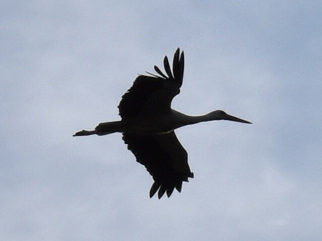 White Stork - ML445590581