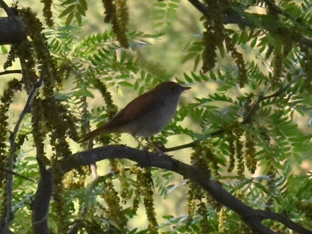 Common Nightingale - ML445590611