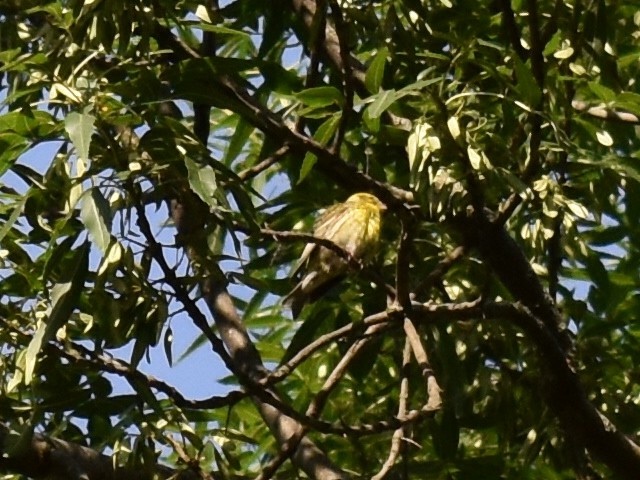 European Serin - ML445590641