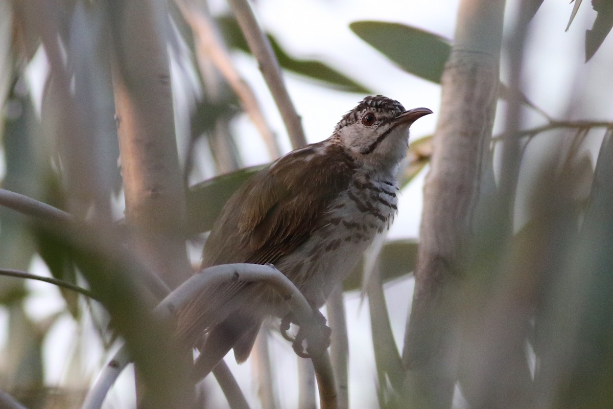 Bar-breasted Honeyeater - ML445591061
