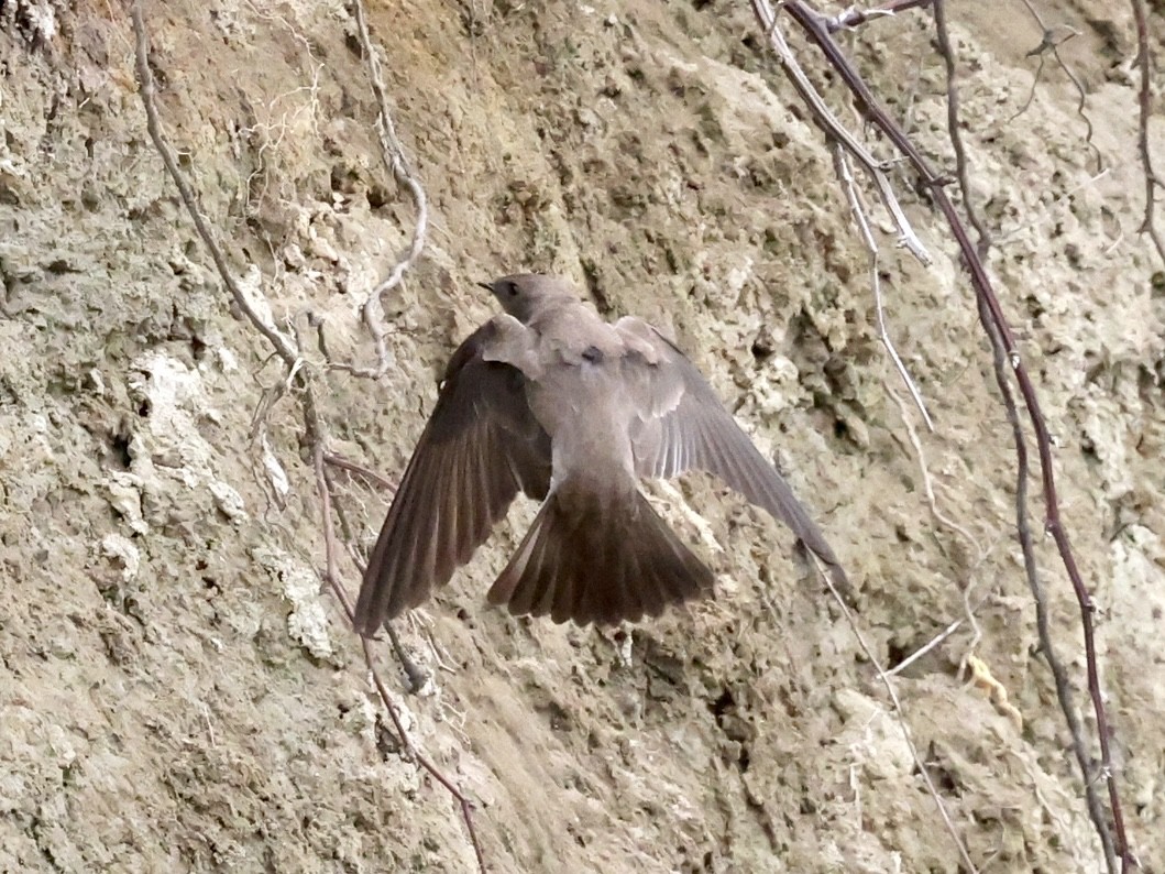 Hirondelle à ailes hérissées - ML445591161