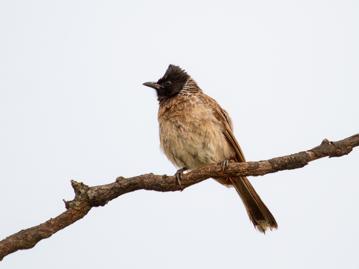 Red-vented Bulbul - ML445591201
