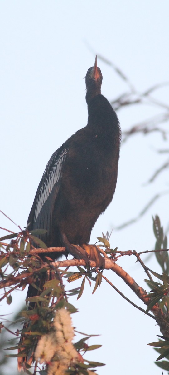 Anhinga - Dan Maxwell