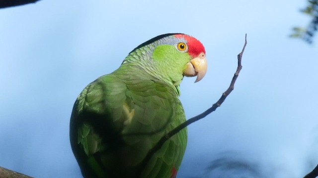 メキシコアカボウシインコ - ML445592301